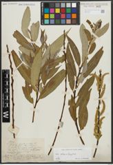 Foto von Salix alba L. x Salix fragilis L.